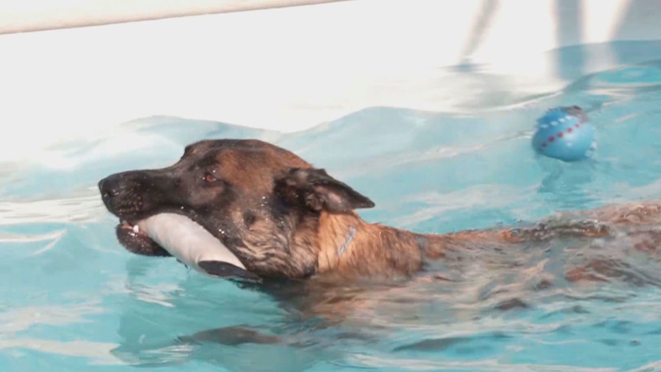 Conoce el único resort para mascotas de la Comunidad de Madrid