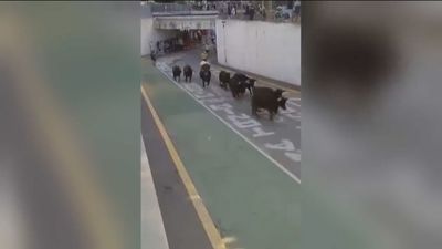 Unos toros sueltos irrumpen por sorpresa  en un pasacalles  en un pueblo de Alicante