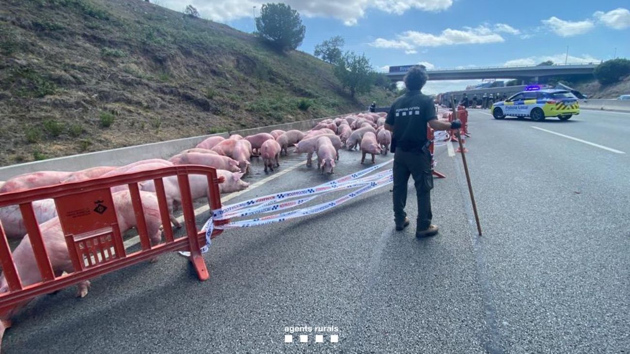Agentes rurales 'pastorean' los cerdos mientras los servicios de emergencia retiran el camión siniestrado