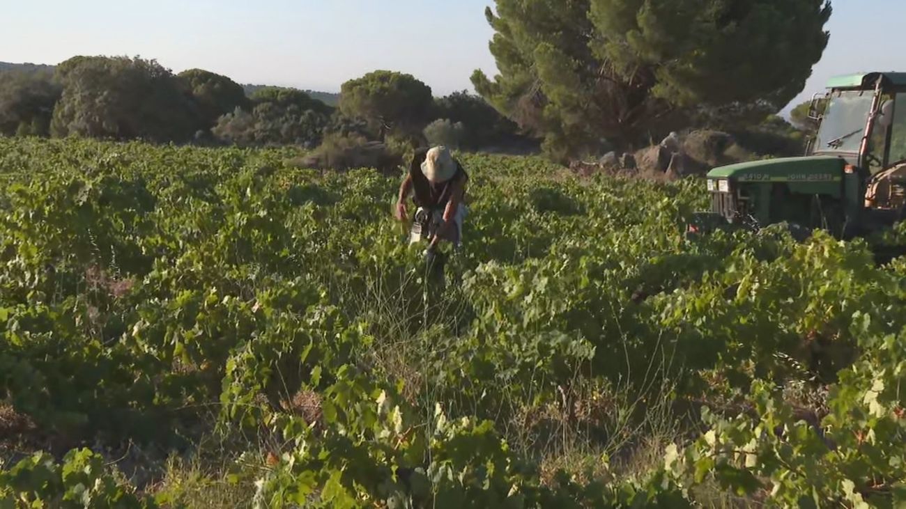 El calor y la falta de lluvia adelantan la vendimia en la Comunidad de Madrid