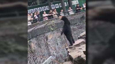 Polémica en un zoo: ¿son osos o personas disfrazadas?