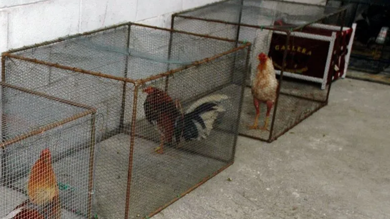 Gallos de pelea intervenidos por la Guardia Civil