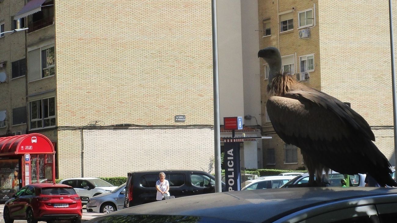 Rescatado un buitre que paseaba desorientado por Torrejón de Ardoz