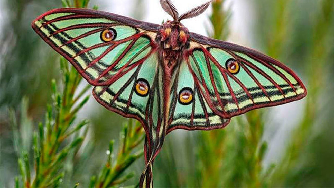 Ejemplar de graellsia, Actias isabellae