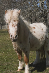 La alucinante casa de este alicantino en Madrid donde acoge todo tipo de animales