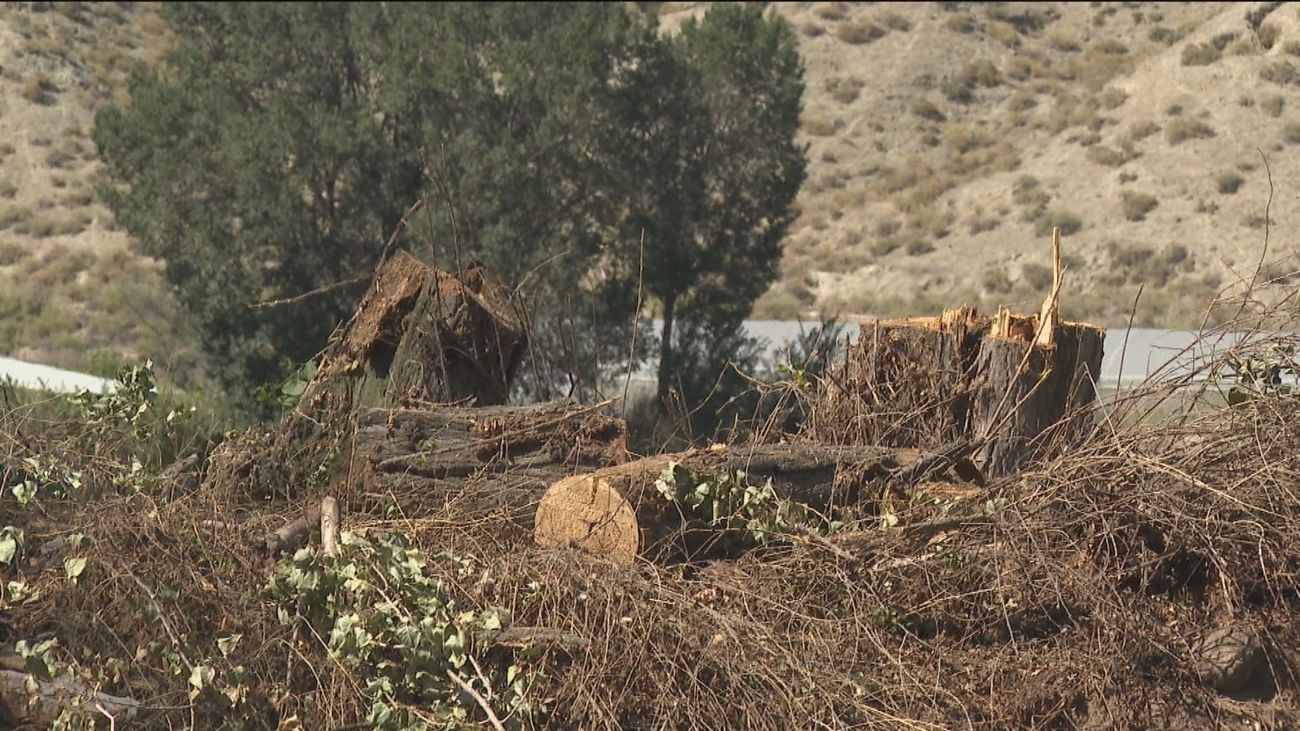 Indignación de vecinos y grupos ecologistas de Getafe ante una tala de árboles junto a la ribera del Manzanares