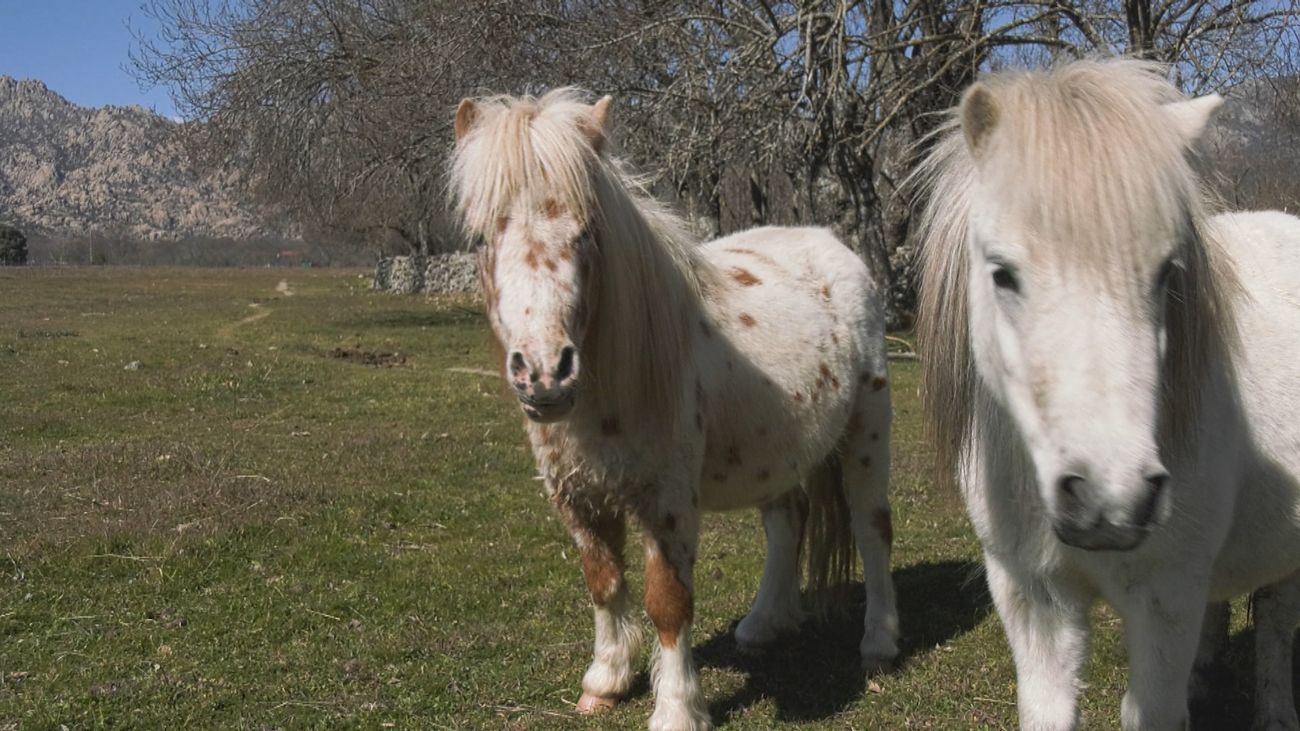 La alucinante casa de este alicantino en Madrid donde acoge todo tipo de animales