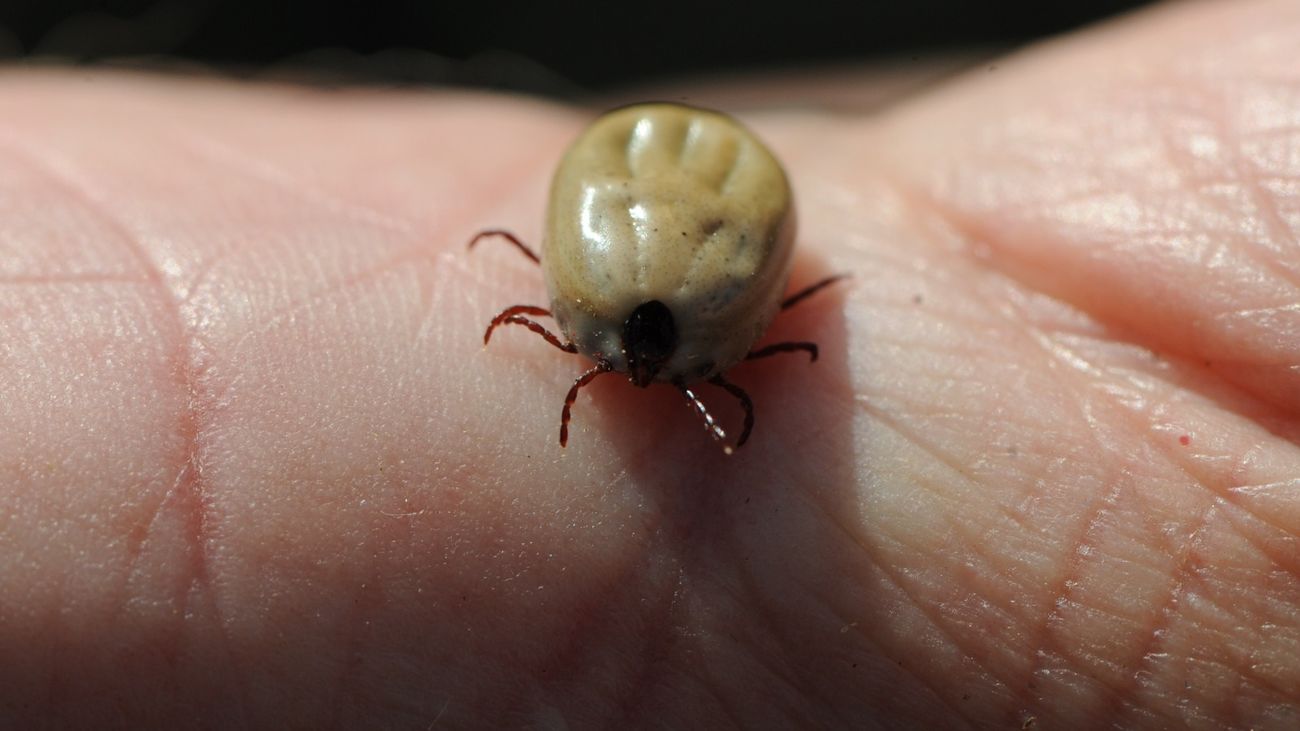 Proliferación de garrapatas por el aumento de las temperaturas