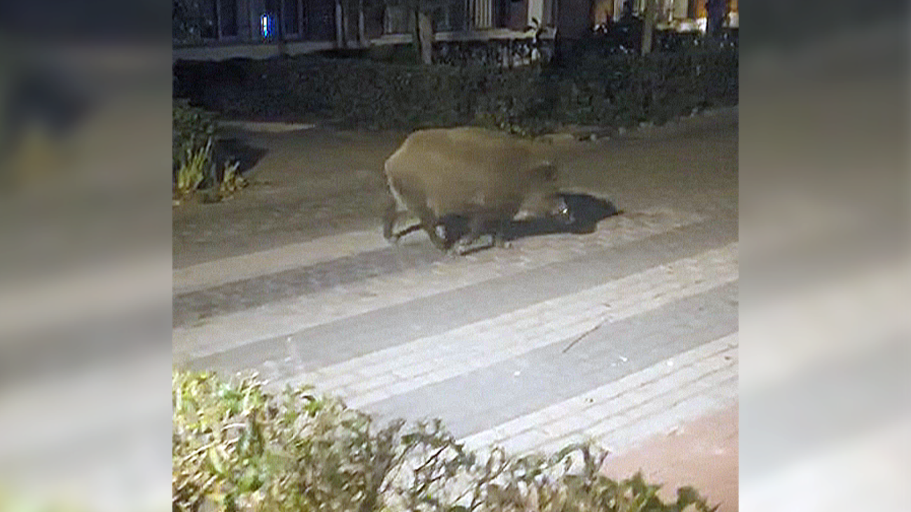 Atemorizados por la llegada masiva de jabalíes en El Pardo