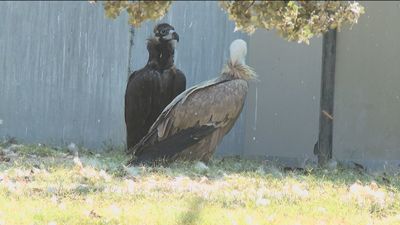 La Comunidad de Madrid atiende a más de 4.300 animales silvestres heridos durante el primer semestre del año