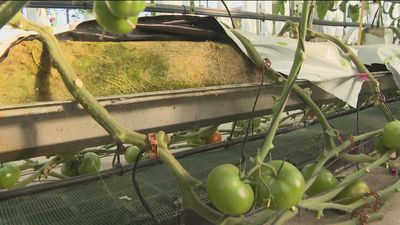 Madrid apuesta por cultivos que no necesitan tierra y apenas agua