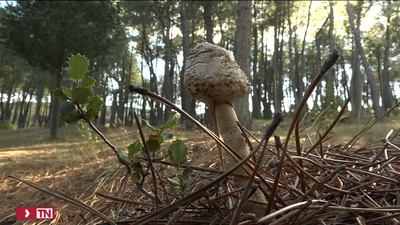 Invita a sus exsuegros a comer y mueren por intoxicación: El caso de Erin Patterson en Australia