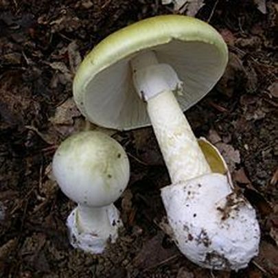 Setas Amanita phalloides / Imagen de archivo