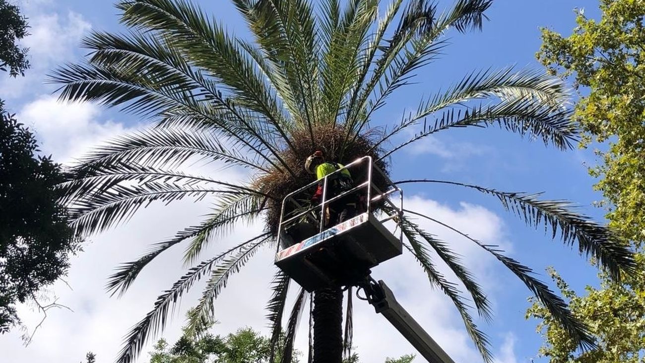 El estrés hídrico, principal hipótesis de la caída de la palmera que mató a una joven de 20 años