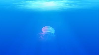 Medusapp: cómo saber si hay medusas en la playa