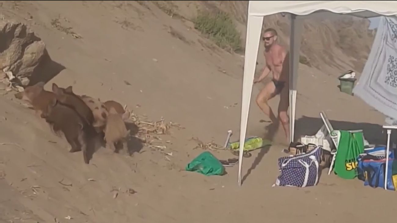 Los jabalíes se acercan a playas de Levante y Andalucía en busca de alimento