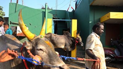 Arrestan al dueño de la vaca cuyo ataque a una niña se hizo viral en la India