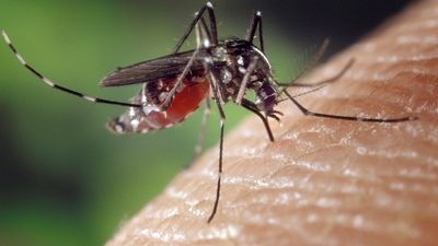 Detectan nuevas colonias de mosquitos del Virus del Nilo en Andalucía