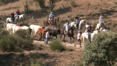 Comienzan las fiestas de Miraflores de la Sierra con la suelta de bueyes