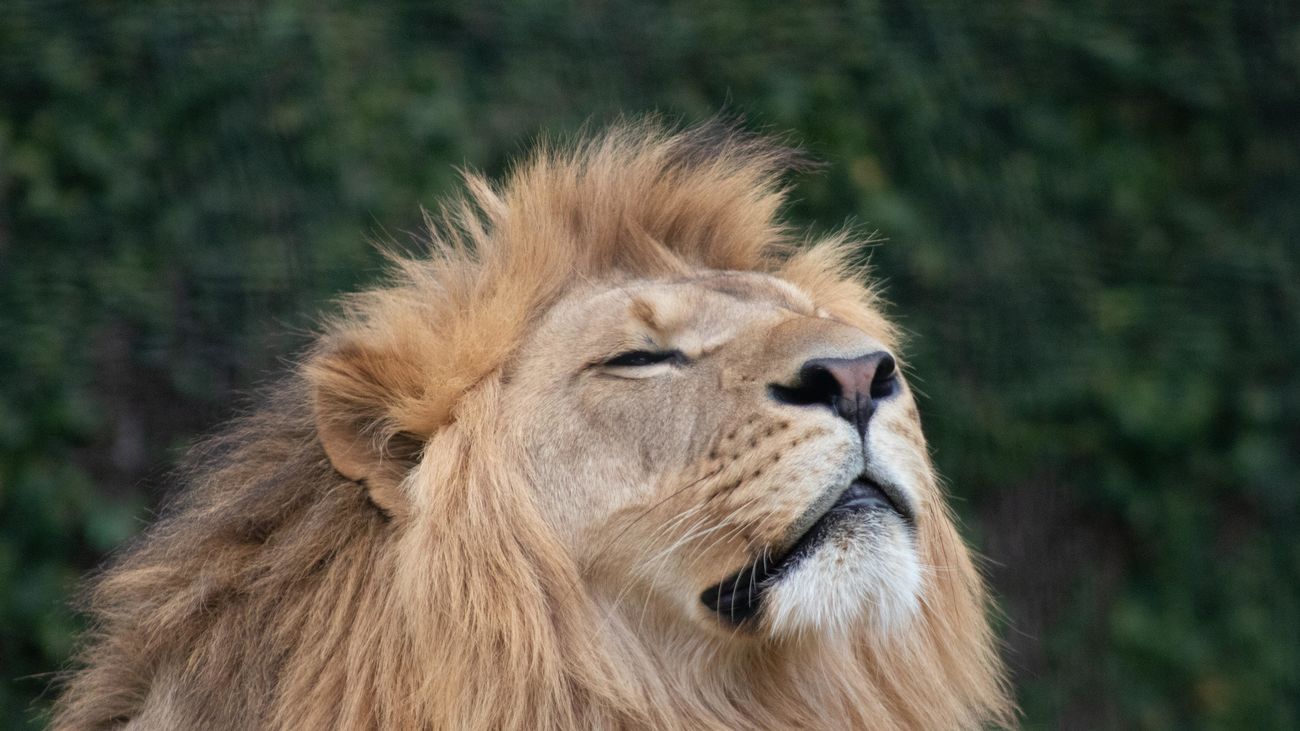 Los leones africanos, cada vez más cerca del peligro de extinción