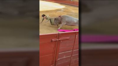 El torero Alejandro Conquero sufre una grave cornada en Cenicientos