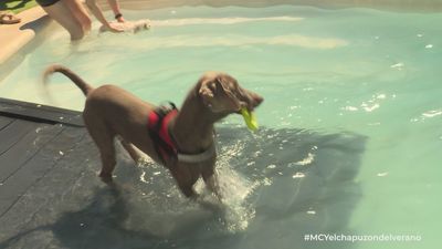 La piscina para perros en Madrid que causa furor