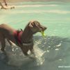 La piscina para perros en Madrid que causa furor
