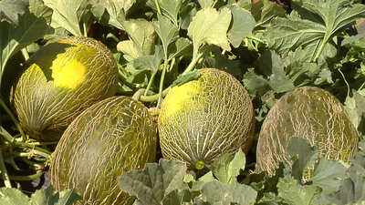 Arranca la campaña del melón tras la sequía de primavera y las posteriores lluvias