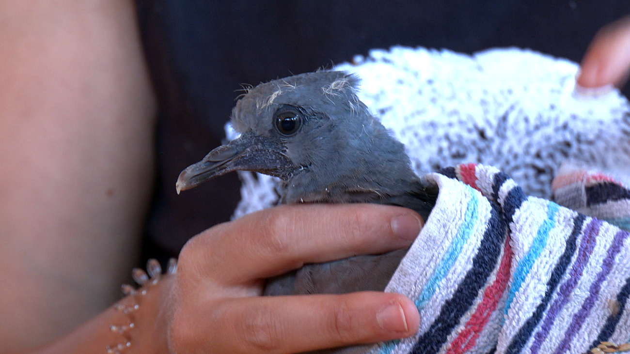 Las especies más afectadas por las altas temperaturas: las aves