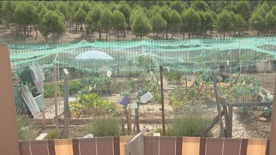 Buscan a los ocupantes de los huertos ilegales de Valdebernardo