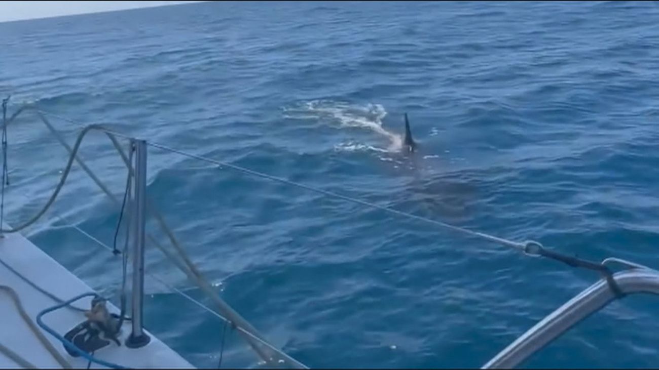 Preocupación por los ataques de orcas a veleros en Andalucía