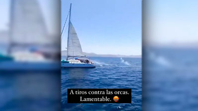 Animalistas denuncian los disparos a unas orcas desde un barco en el Estrecho de Gibraltar