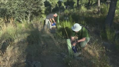 Voluntarios plantan y riegan árboles para reforestar el monte Abantos