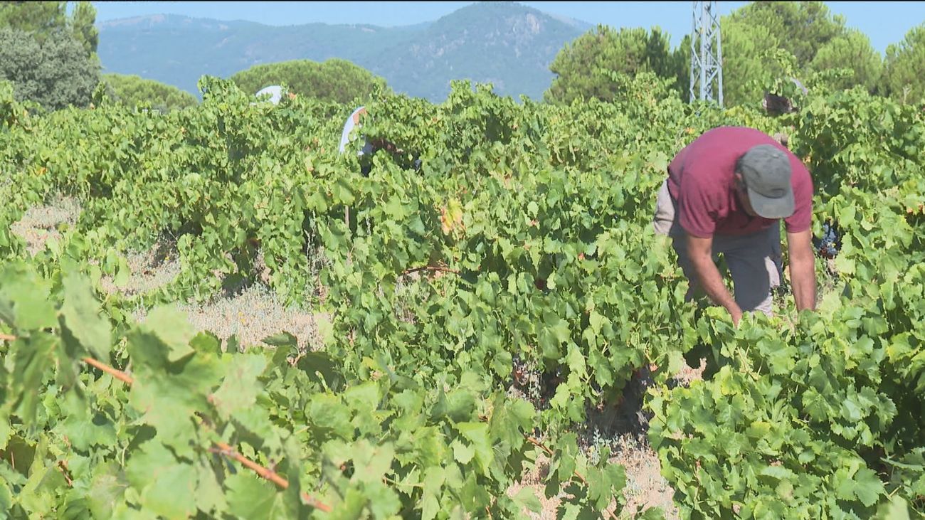 El calor vuelve a adelantar la vendimia en Madrid
