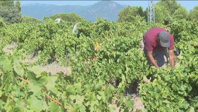 El calor vuelve a adelantar la vendimia en Madrid