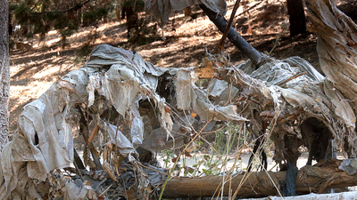 Plásticos, toallitas y hasta ratas, en el río del Parque Natural El Soto