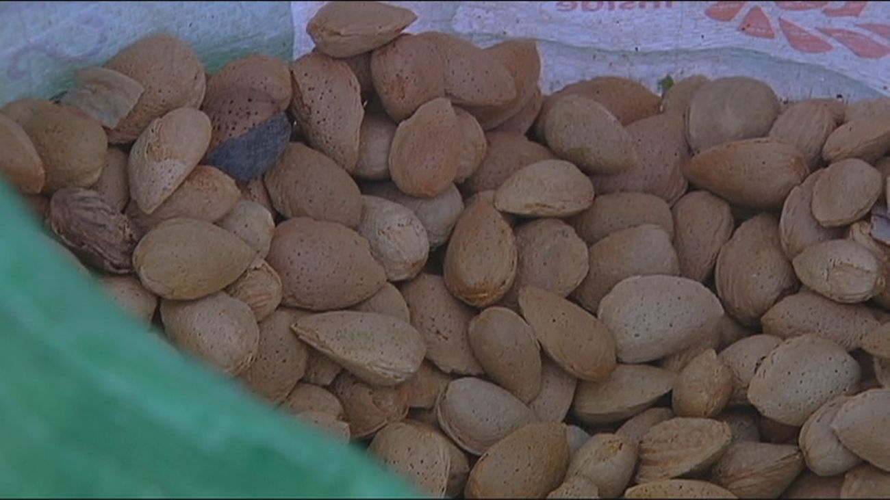 Nuevo lamento del campo por la sequía, ahora con la almendra