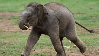 Un elefante asiático salvaje descubre un alijo de opio y avisa a los humanos