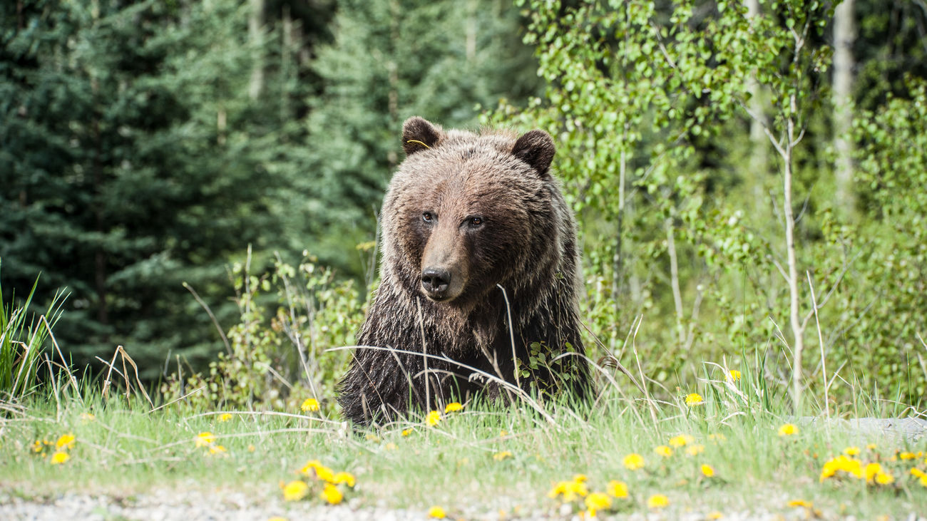 La Policía mata a un oso que había atacado a un niño en su jardín al norte de Nueva York