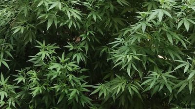 Desmantelada en Lérida una de las mayores plantaciones de marihuana encontradas hasta ahora