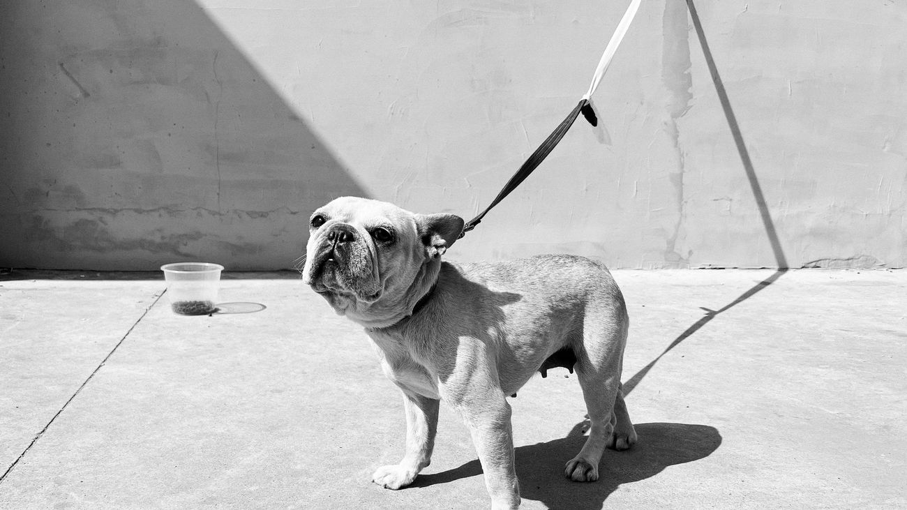 Imagen de archivo de un perro atado