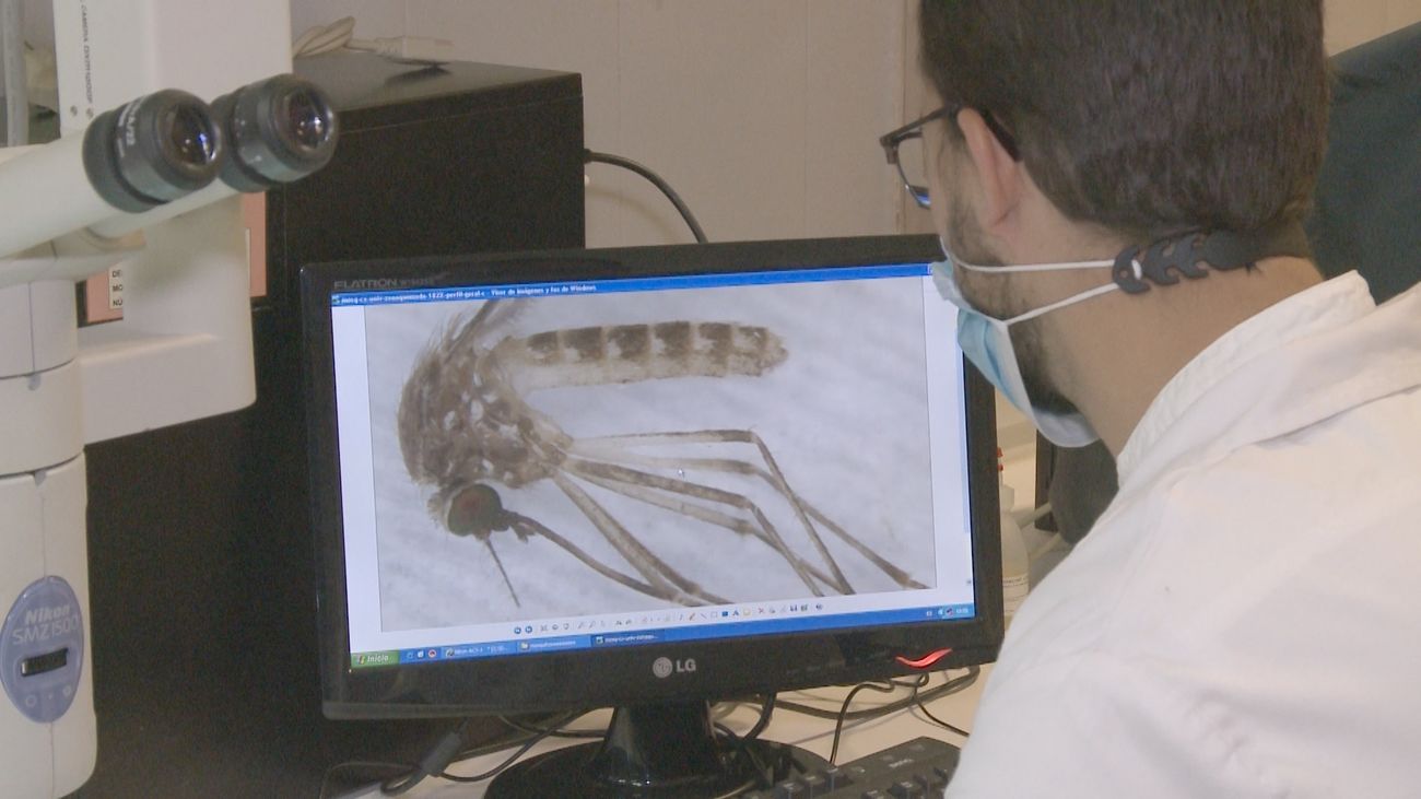 Investigadores estudian el mosquito que transmite el virus del Nilo