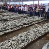China suspende las importaciones de pescado japonés