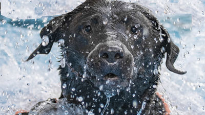 'Al agua perros' en Parla el 31 de agosto