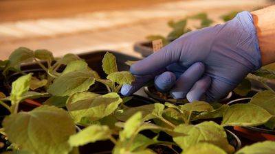 Mejoran el genoma de una planta clave en la vacuna del covid y medicamentos contra el ébola