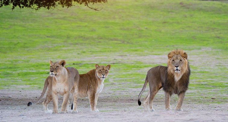 Leones en el Safari Madrid / SAFARI MADRID