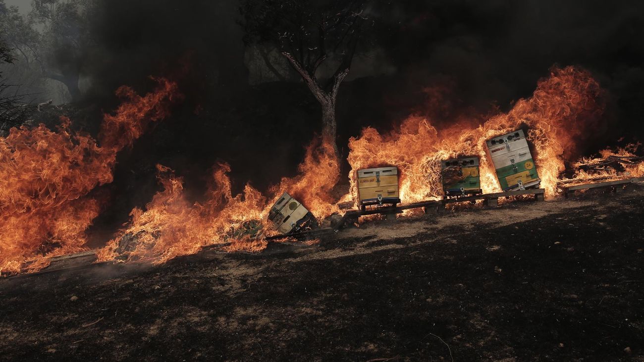 Las llamas arrasan una zona forestal en Grecia