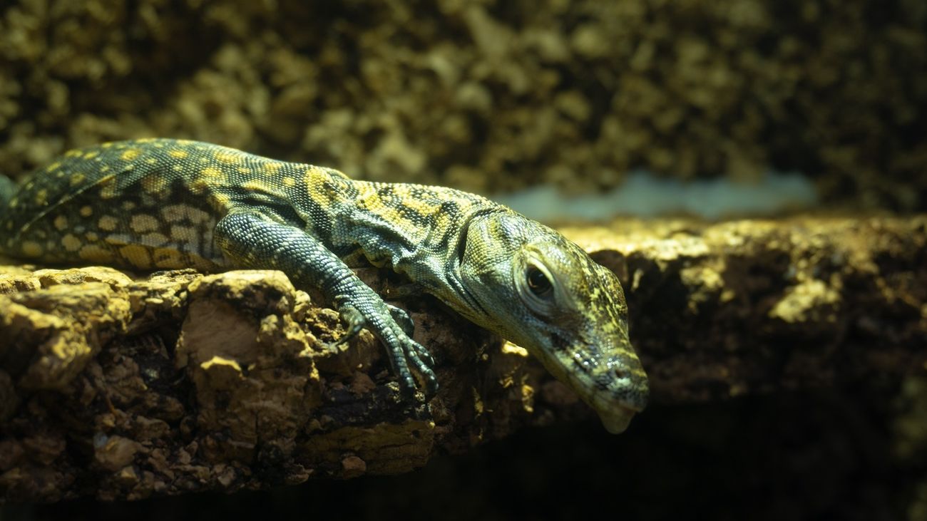 Llega la mayor exposición de reptiles y peces a la Casa de Campo
