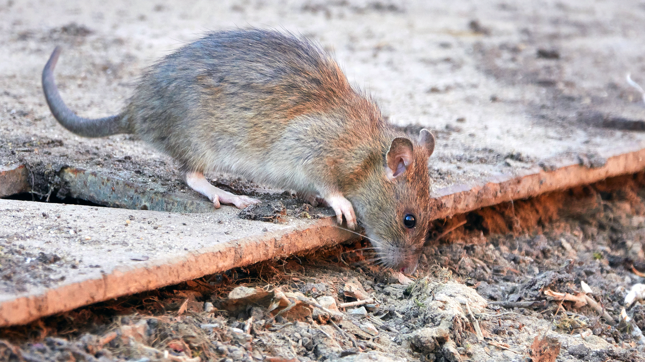 El edificio de los horrores en Barajas: Ratas, okupas, suciedad e inseguridad