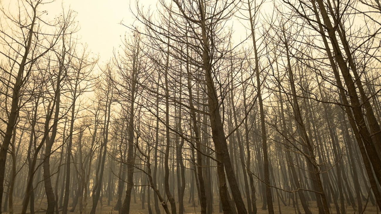 Un bosque en la zona de Evros (norte de Grecia) tras el paso de las llamas